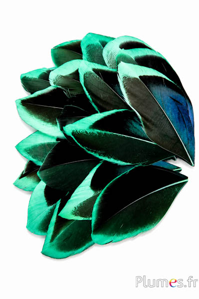 Blütenblätter aus Federn - 5-8 cm x 3-4 cm - grün-schwarz